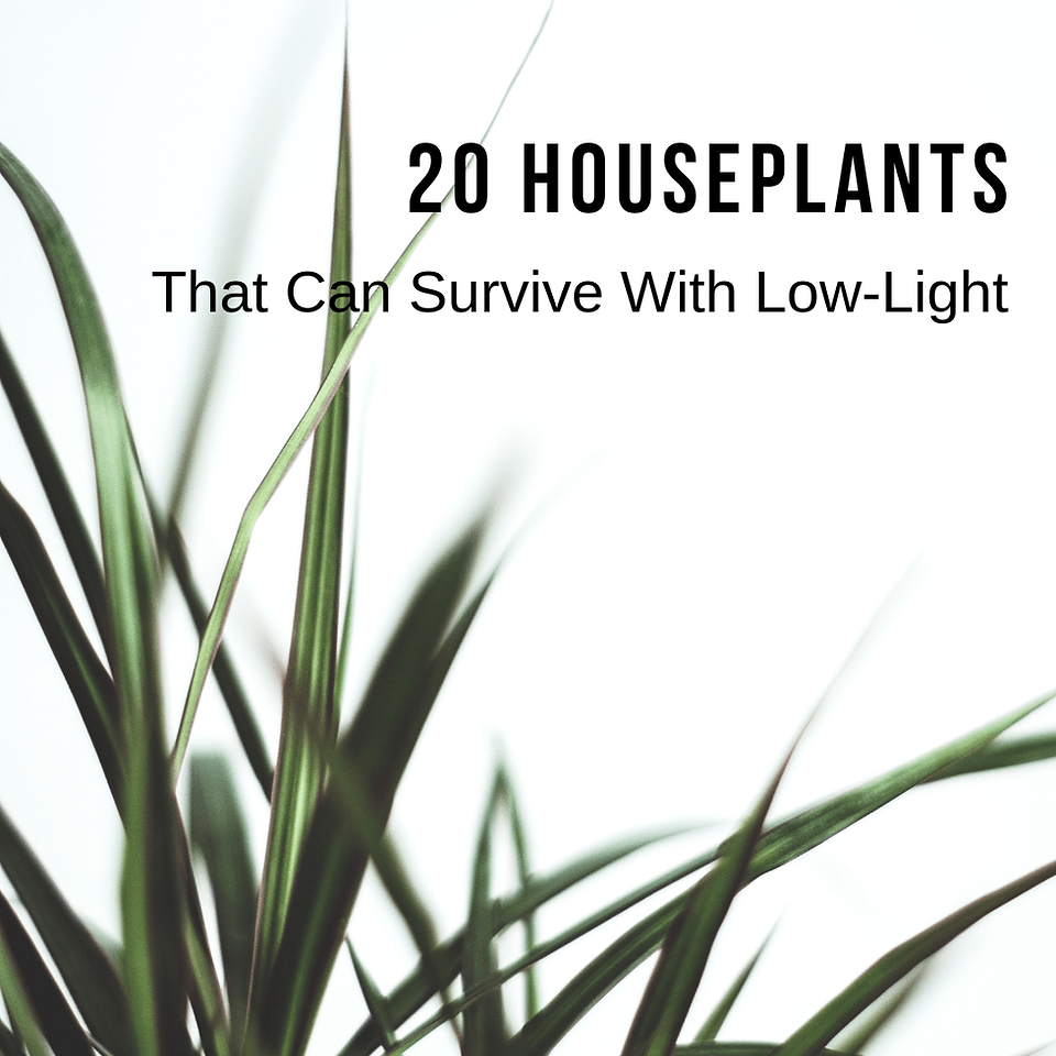 20 Houseplants That Can Survive With Low-Light