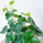 English Ivy Hedera Helix