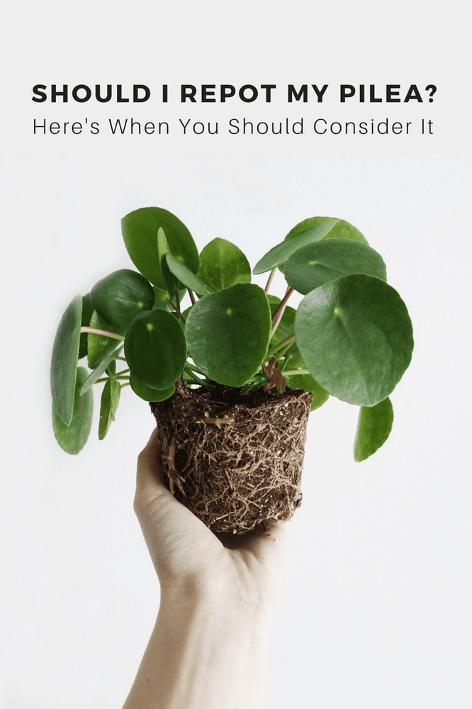 Should I Repot My Pilea? Here’s When You Should Consider It