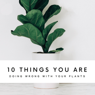 10 Things You Are Probably Doing Wrong With Your Plants