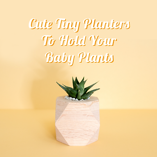 Tiny Cute Planters To Hold Your Baby Plants