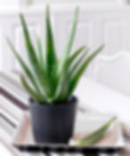 Aloe Vera Purifying Houseplants Health
