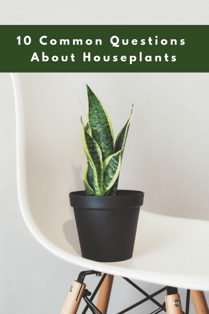 10 Common Questions About Houseplants Answered
