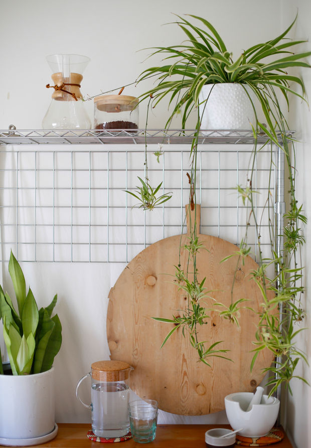 The Best Plants For The Kitchen