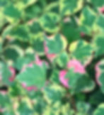 Houttuynia Variegated Houseplants That Will Add A Touch Of Soul To Your Home