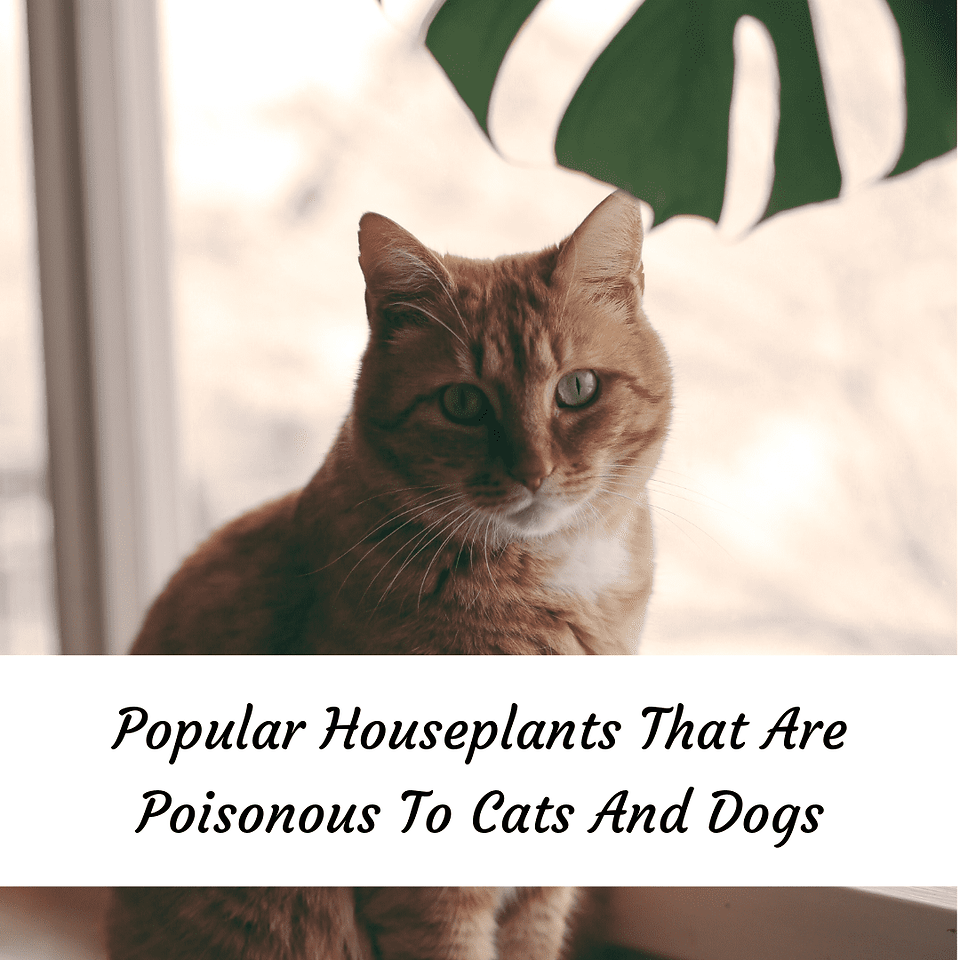 Popular Houseplants That Are Poisonous To Cats And Dogs