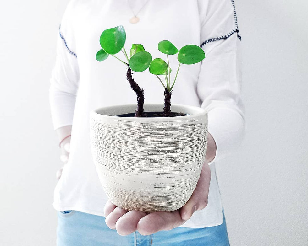 Pilea Peperomioides Plant Whisperers Plant Lovers Kristina fugusurban