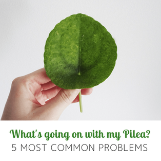 What Is Going On With My Pilea? 5 Most Common Problems