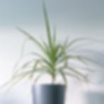 Dragon Tree Cheap Houseplants You Can Easily Add To Your Home