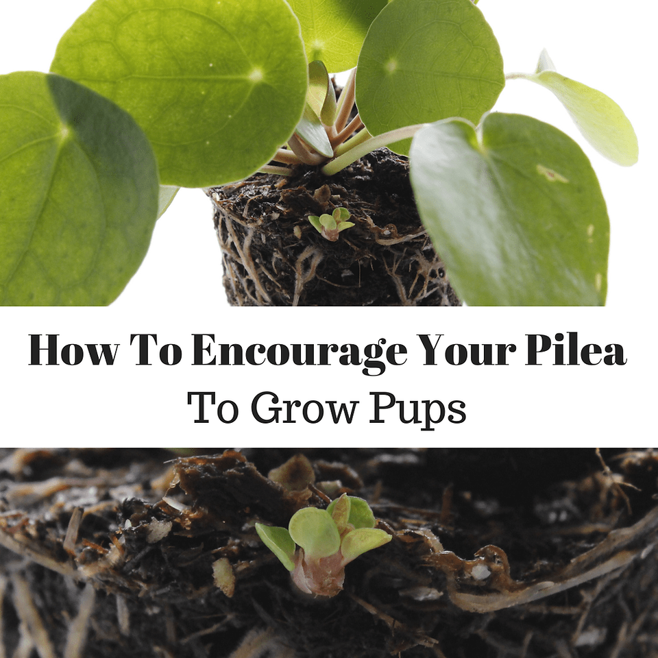 How To Encourage Your Pilea Peperomioides To Grow Pups