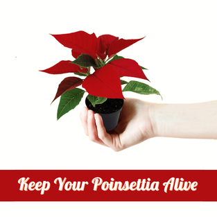 What You Need To Know To Keep Poinsettia Alive