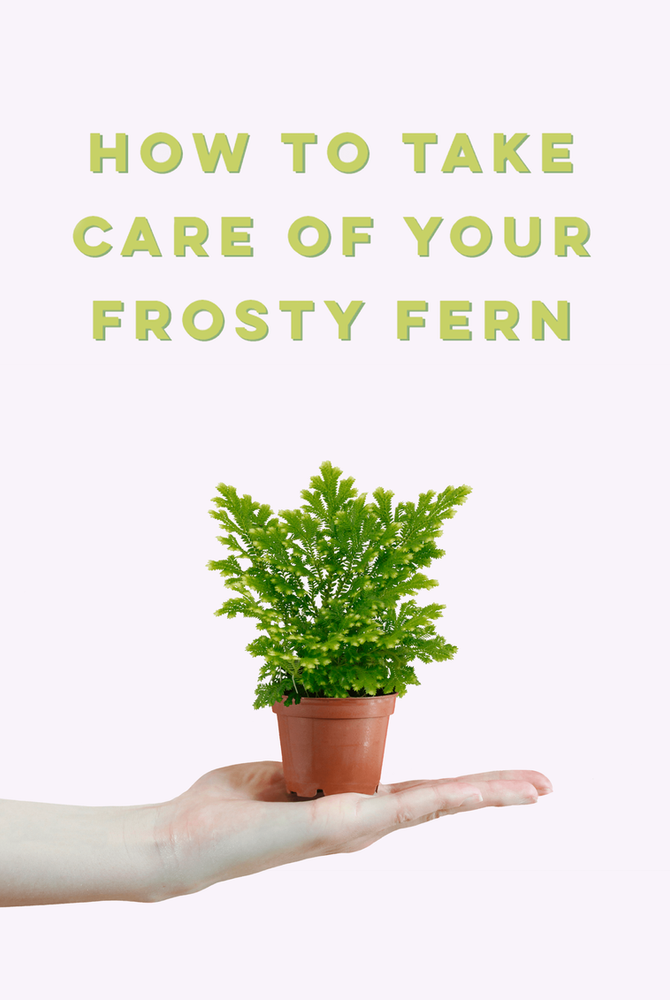 How To Take Care Of Your Mini Frosty Fern
