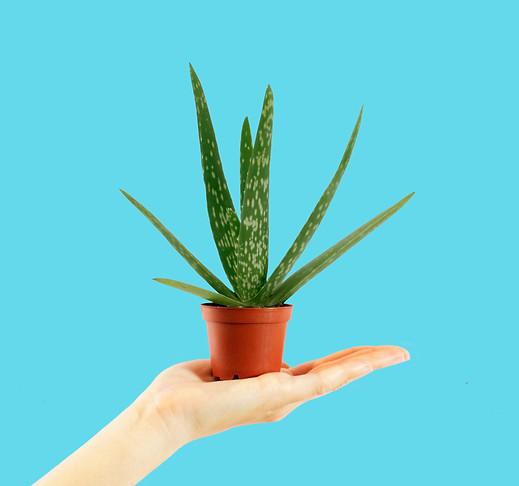 aloe3.jpg