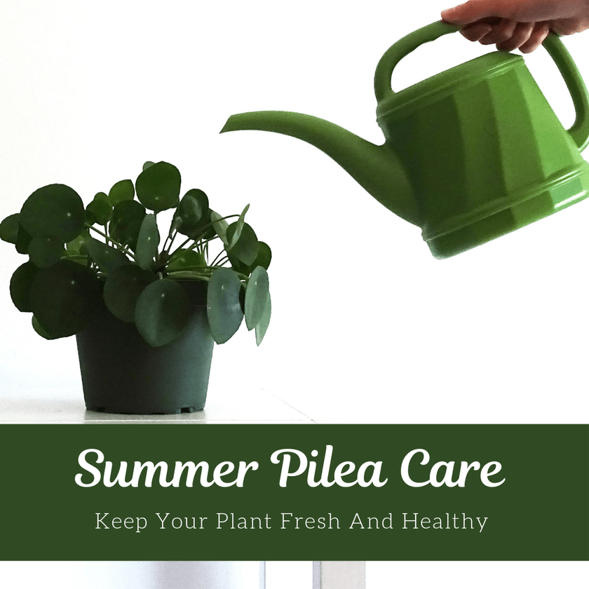 How To Take Care Of Your Pilea While On Vacation