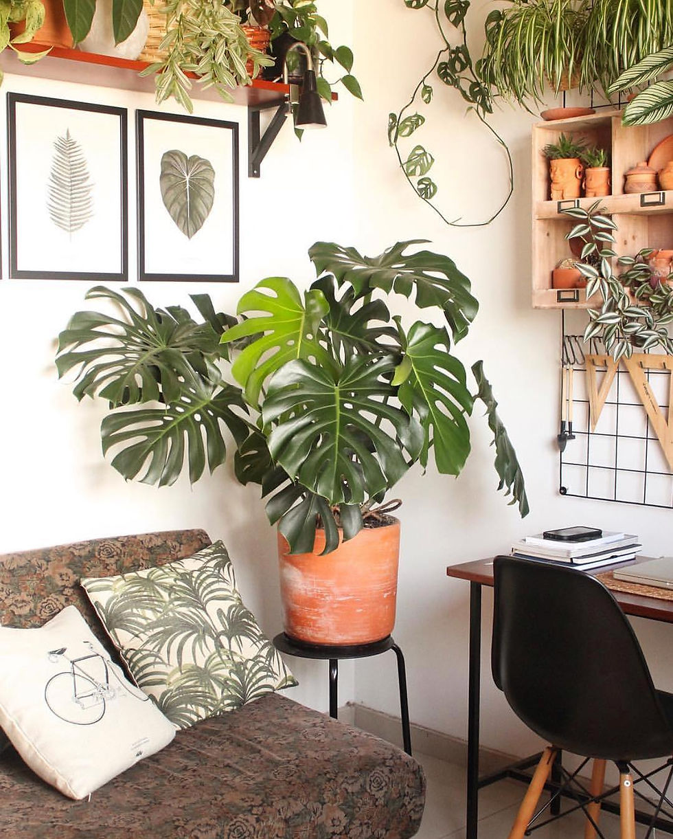 Monstera Deliciosa Popular Trending Plants 2018