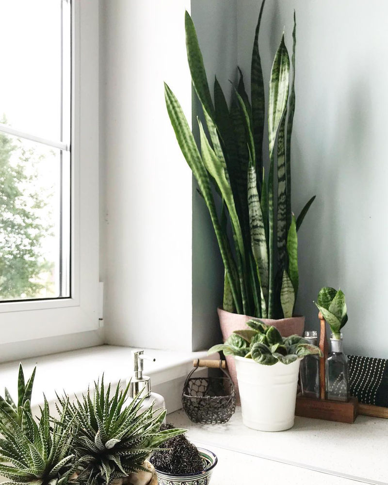 10 Houseplants Decor Ideas