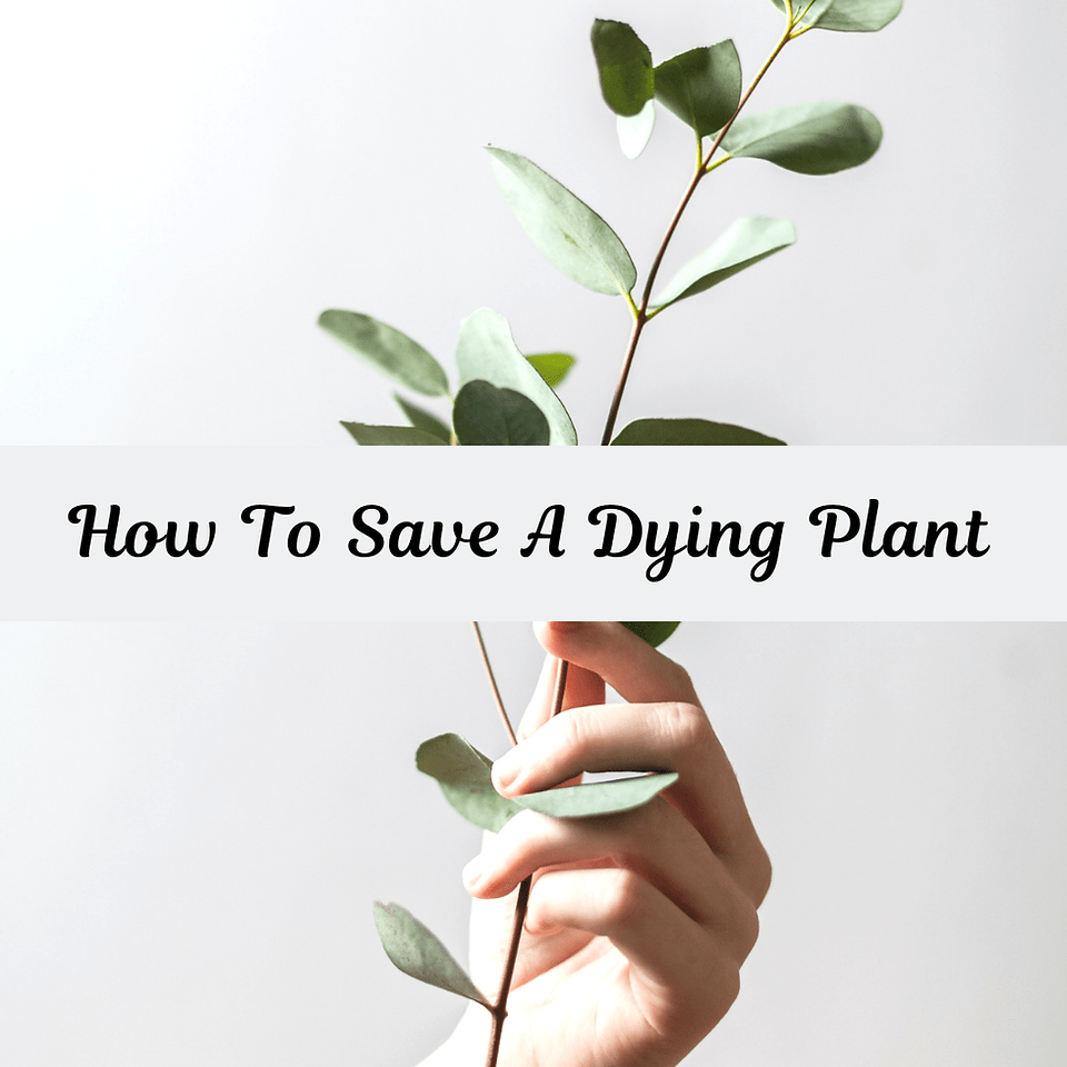 How To Save A Dying Plant: 10 Easy Steps