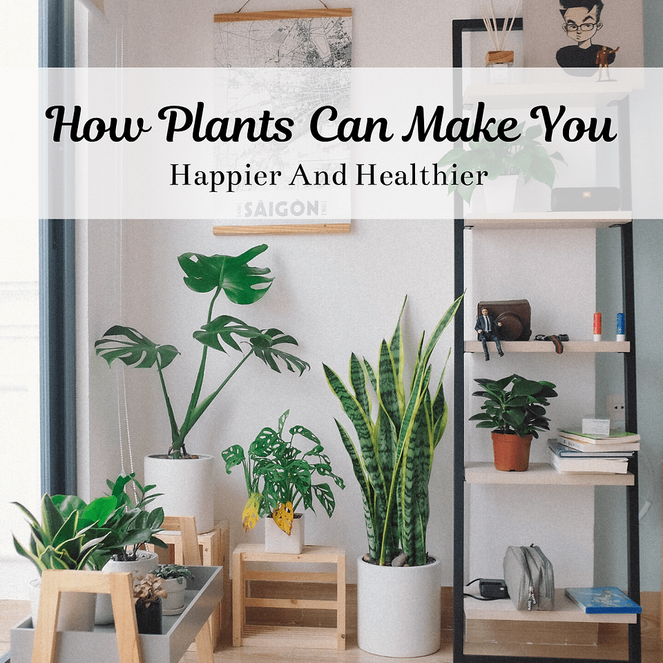 Here’s How Plants Can Make You Happier And Healthier 