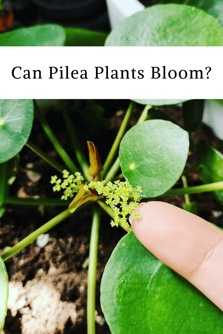 Do Pilea Plants Bloom?