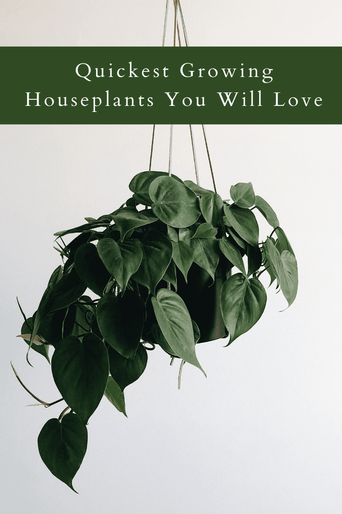 10 Quickest Growing Houseplants You Will Love