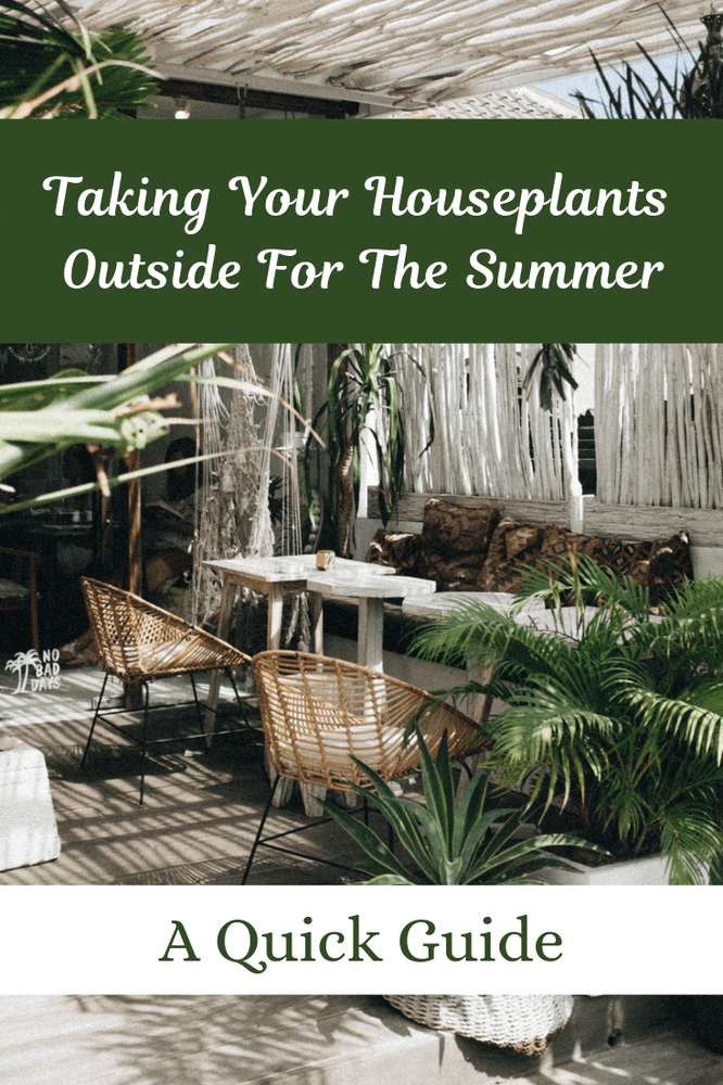 Taking Your Houseplants Outside For The Summer A Quick Guide