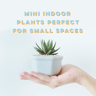 Mini Indoor Plants Perfect For Small Spaces