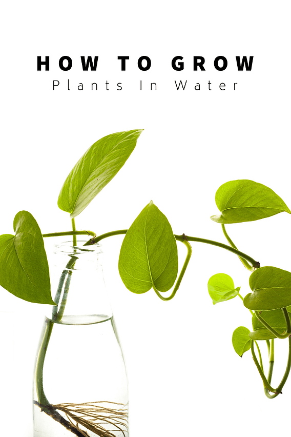 How To Grow Indoor Plants In Water
