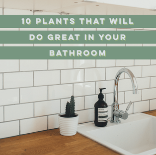 10 Small Plants That Will Do Great In Your Bathroom