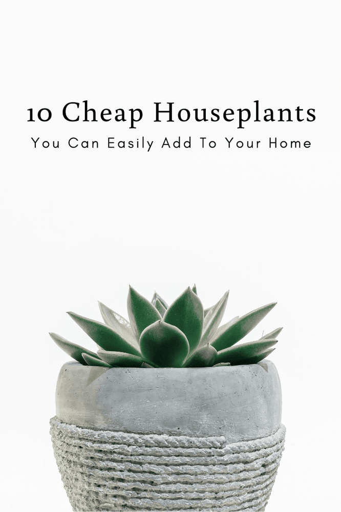 10 Cheap Houseplants You Can Easily Add To Your Home