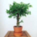 Ficus Benjamina Purifying Houseplants Health