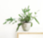 Low Ligh Houseplant Bear's Paw Fern
