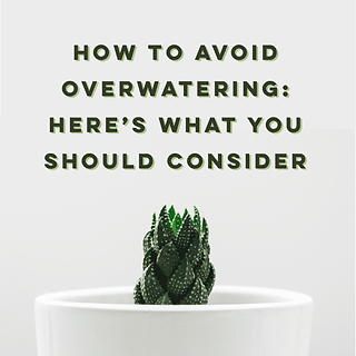 How To Avoid Overwatering: Here’s What You Should Consider