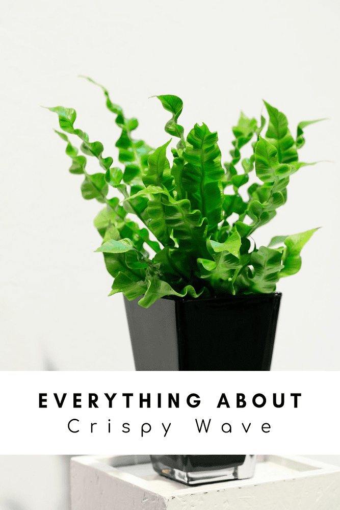 A Natural Air Purifier: Everything About Crispy Wave