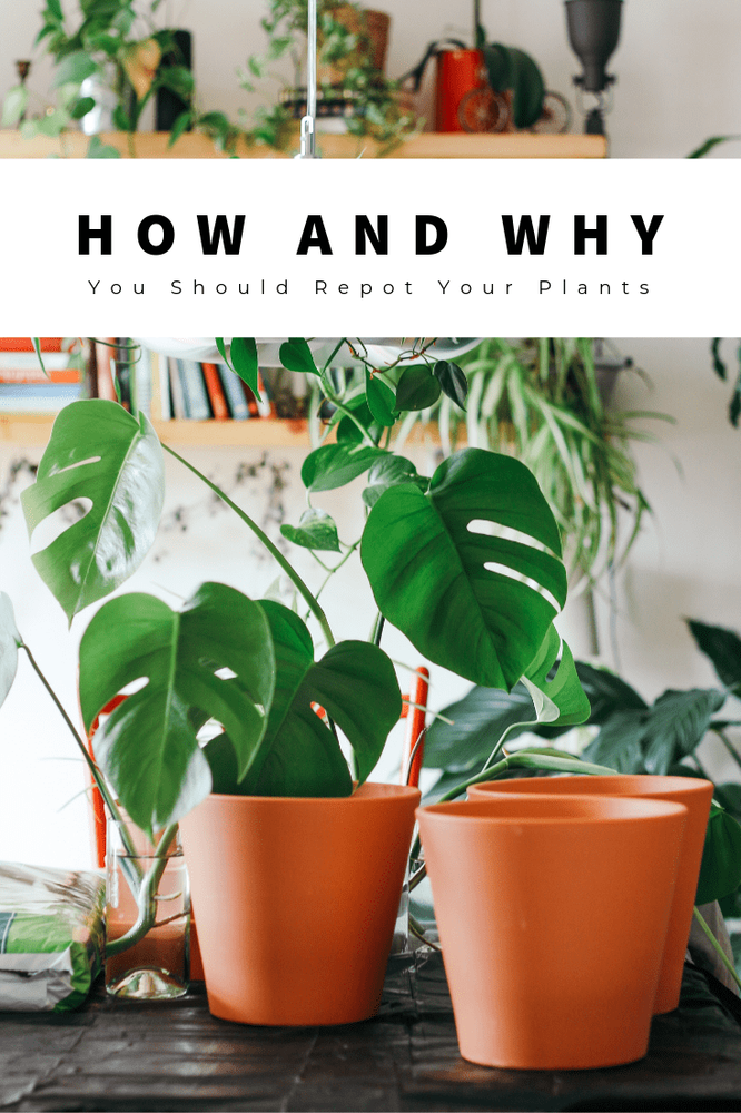 How and Why You Should Repot Your Plants