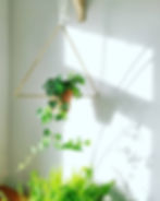 Englisg Ivy Hedera Helix Purifying Houseplants Health
