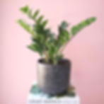 Low Light Houseplant ZZ Plant 