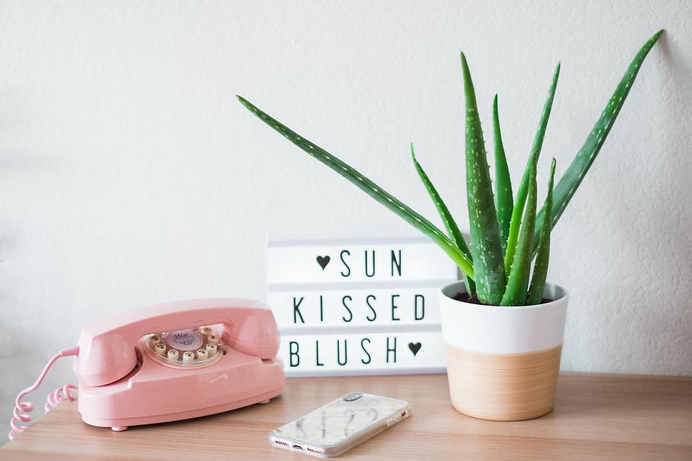 Aloe Plant Trending Popular plant 2018