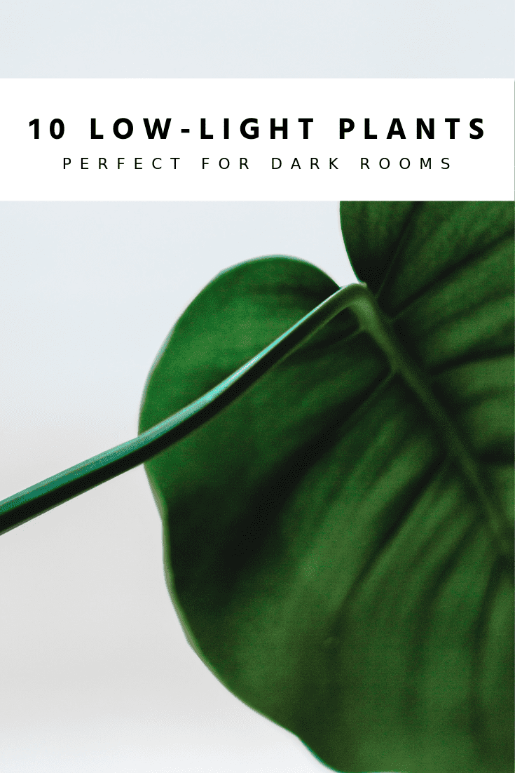 LowLight Houseplants Perfect For Dark Rooms