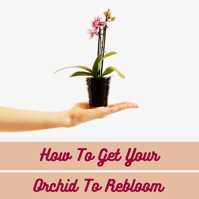 How To Get Your Orchids To Rebloom