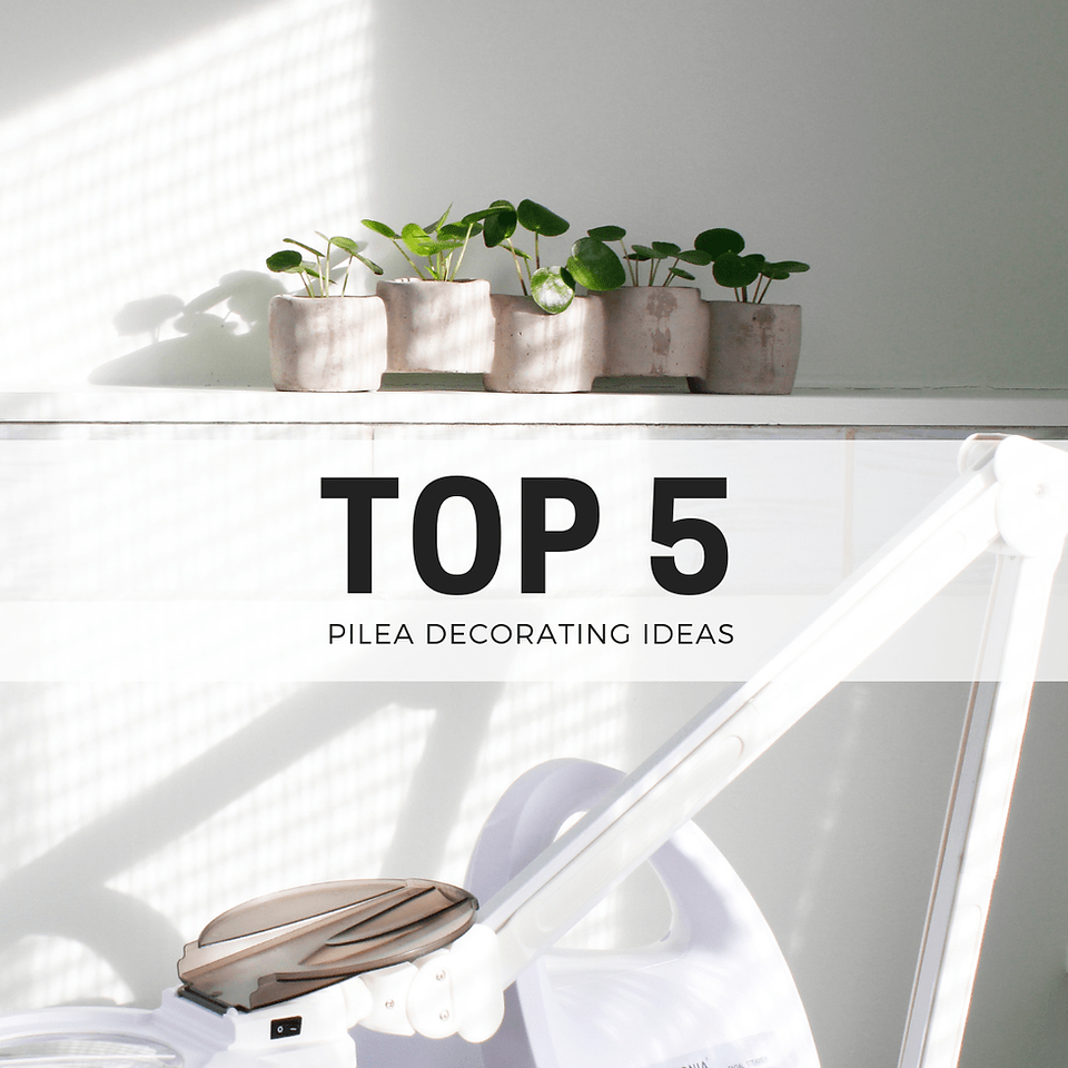 Top 5 Pilea Decorative Ideas