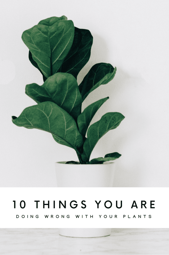 Things You Are Probably Doing Wrong With Your Plants