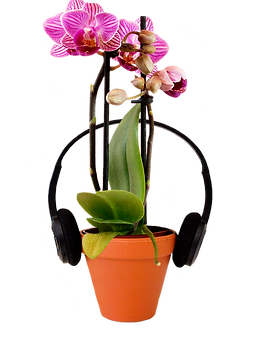 Mini Orchid Plant Music Playlist
