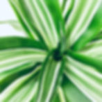 Dracaena Air Purifying Plant