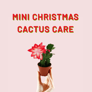 Mini christmas cactus care
