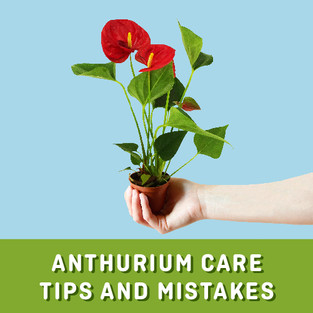 anthurium care mistakes