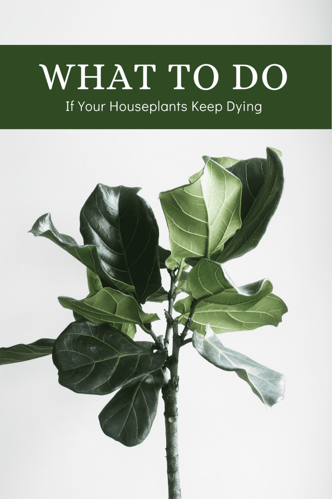 What To Do If Your Houseplants Keep Dying