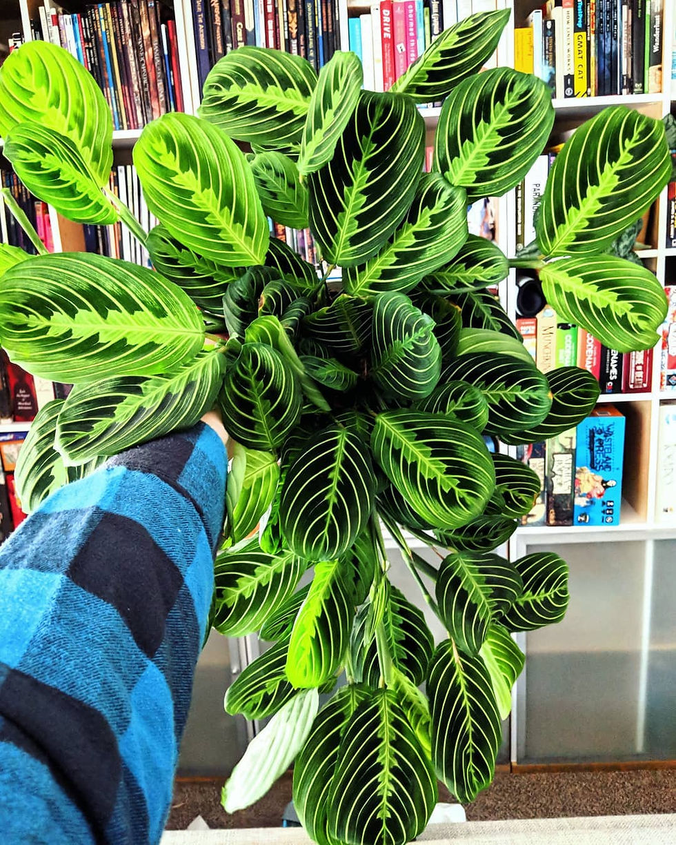 Prayer Plant Maranta Leuconera Trending Popular plant 2018