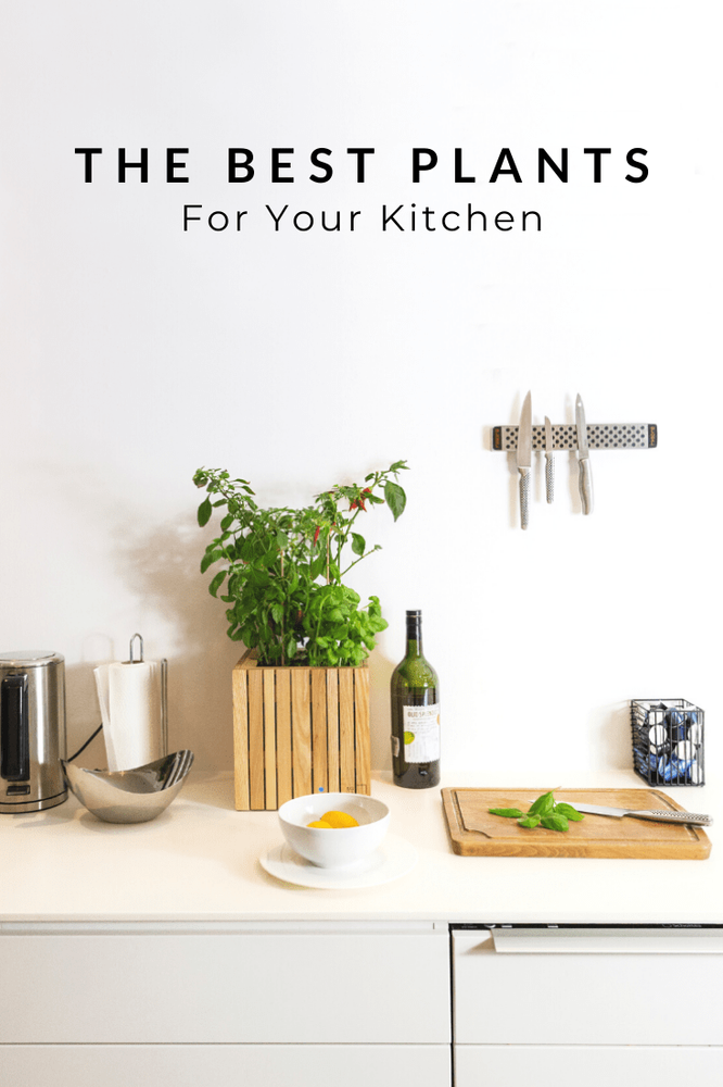 The Best Plants For The Kitchen