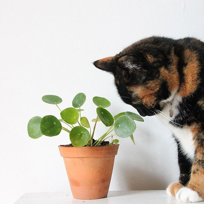 Pilea Peperomioides Pets Cats Dogs