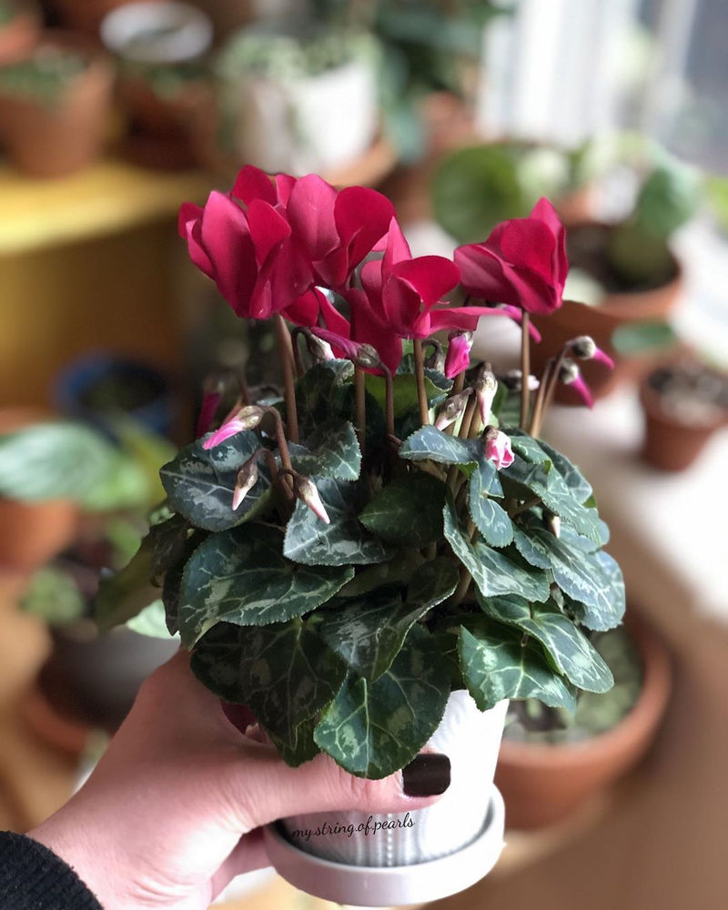 10 Indoor Plants That Make A Perfect Christmas Gift